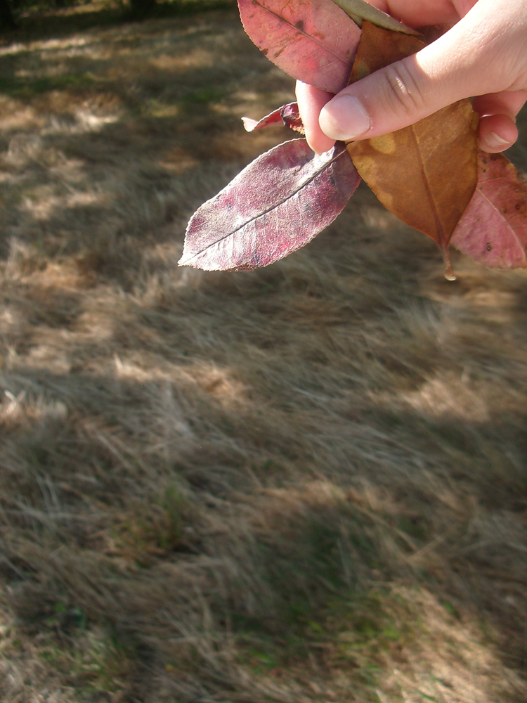 Feuilles tombées