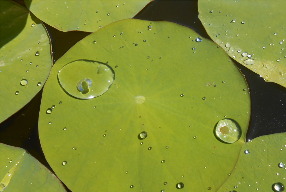 Feuilles de Lotus 2