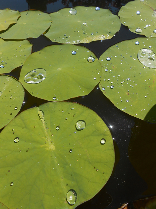 Feuilles de Lotus