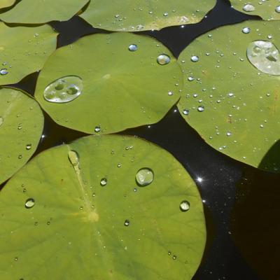 Feuilles de Lotus